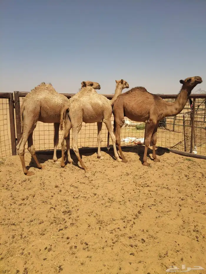 قعدان 2
