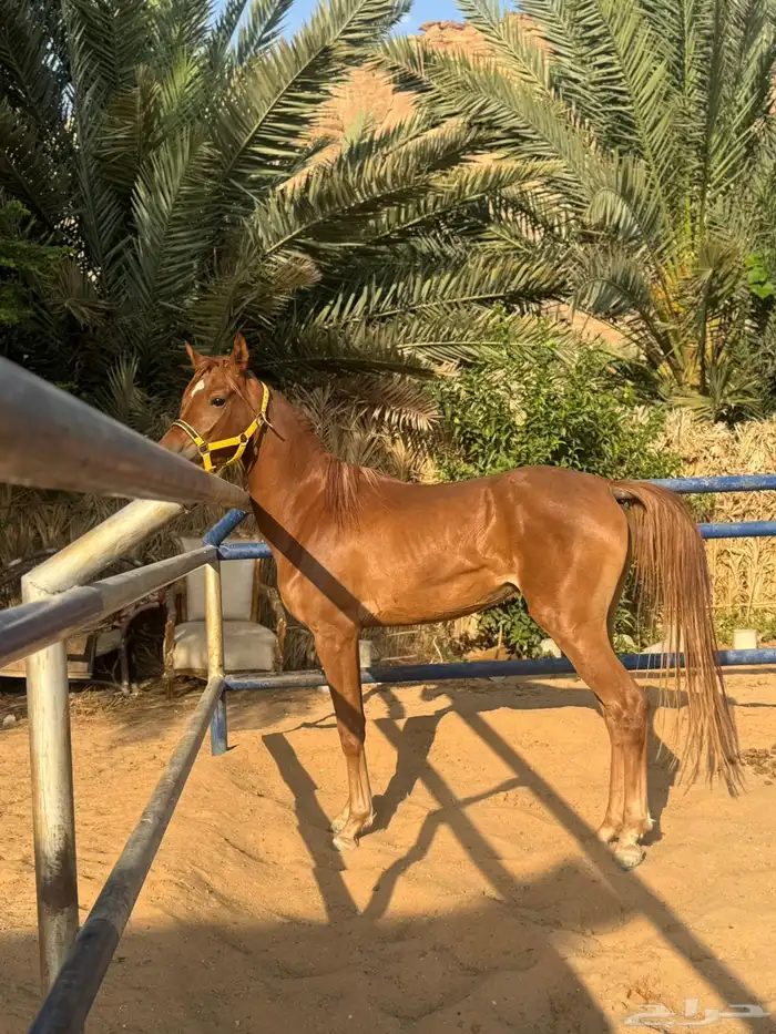 مهره شعبيه شيخه 0