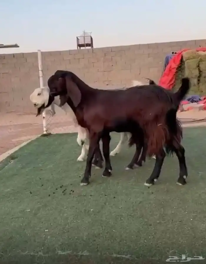 معزاء شاميات 0
