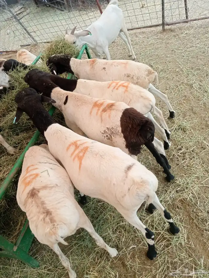 بربري مربي للبيع 3