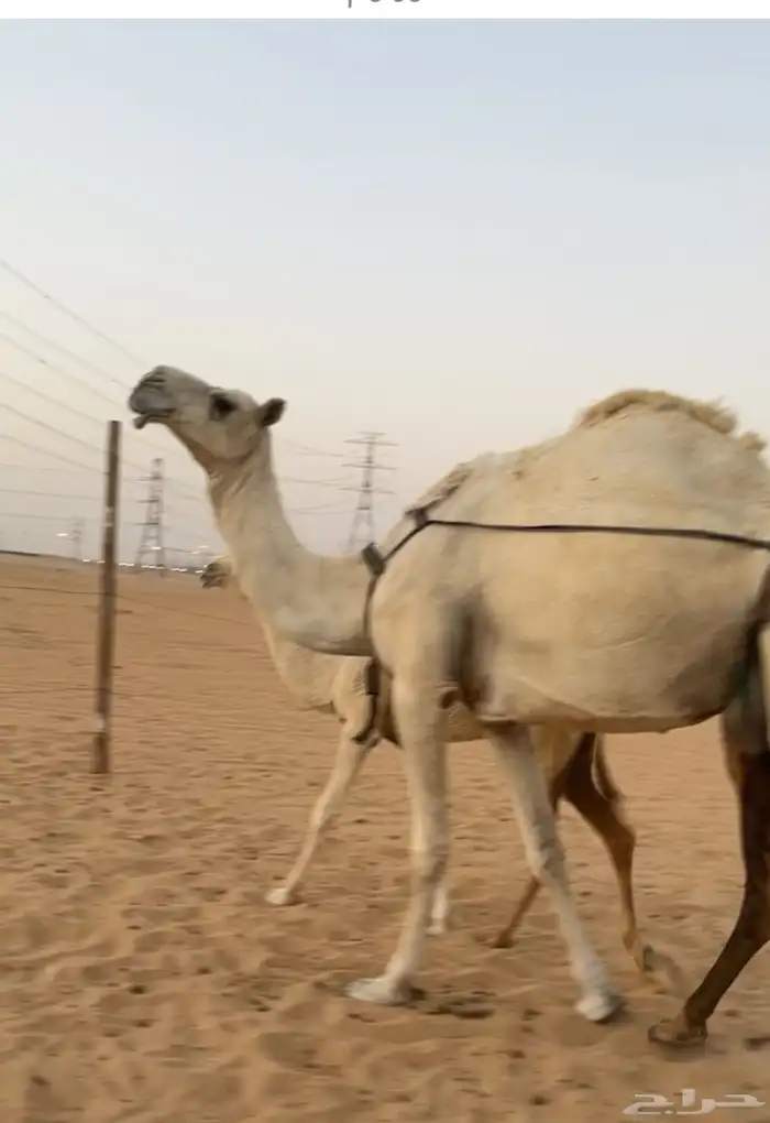 عشرا وضحى 1