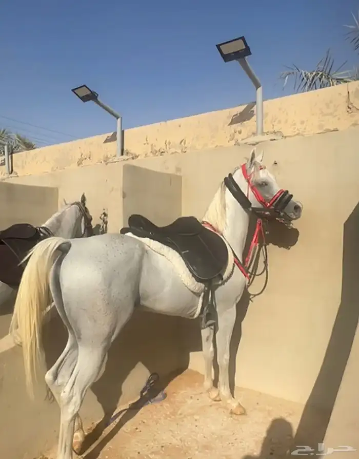الحصان حار و دمه قوي جدا 10