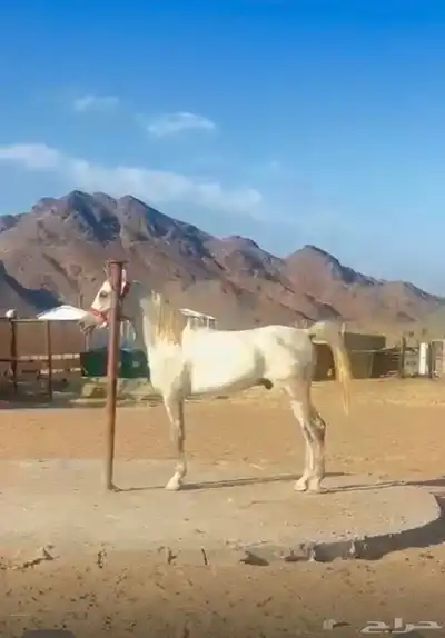 خيل شعبي index