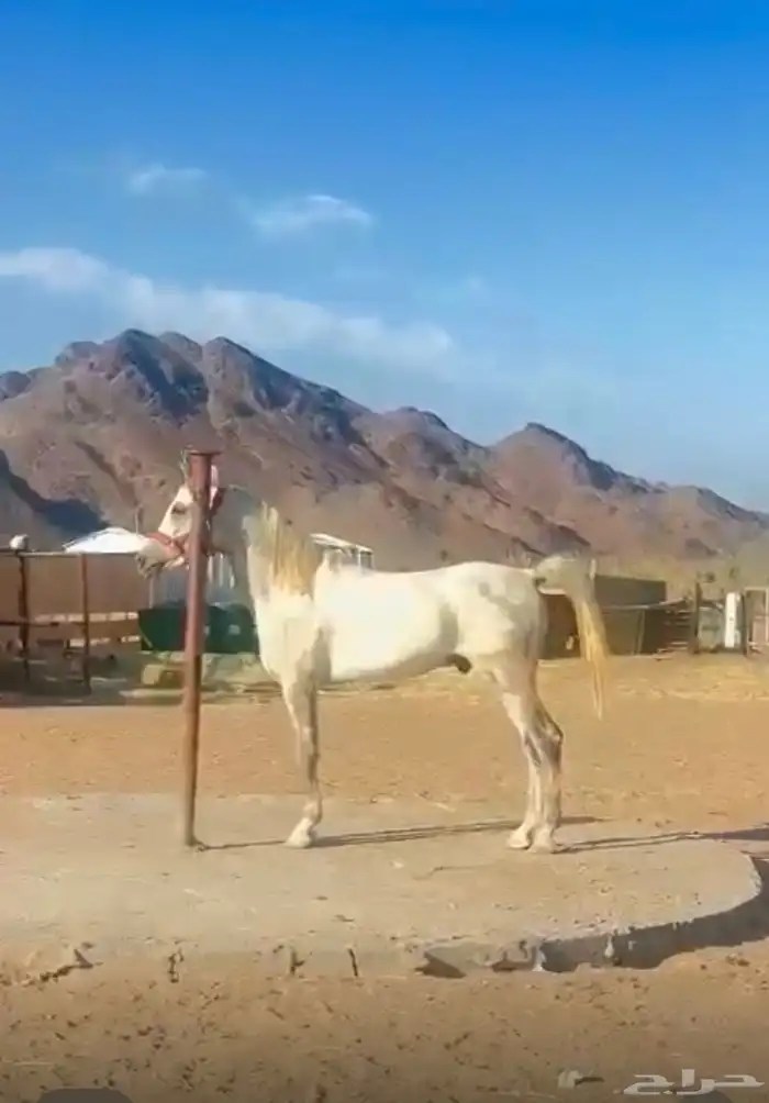 خيل شعبي 3