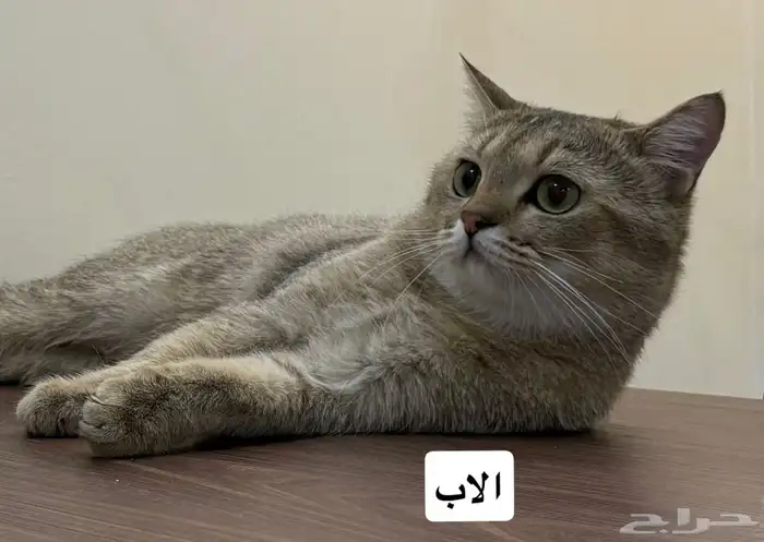 قطط سكوتش ستريت للبيع 12