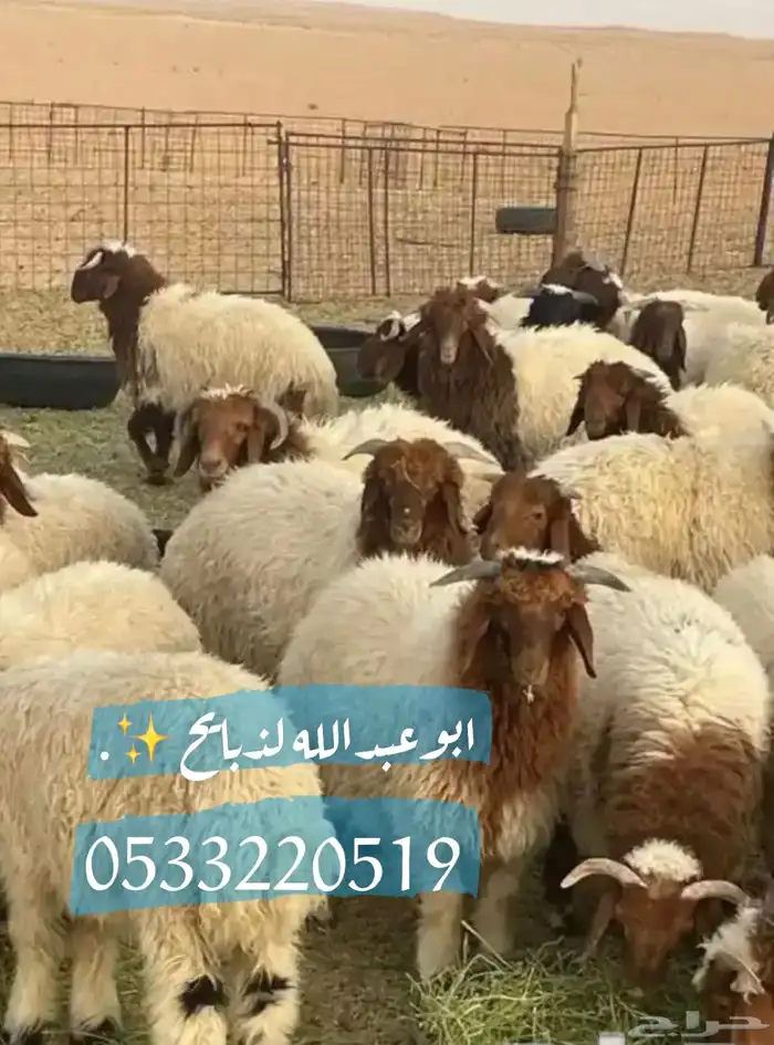 ذبايح نعيمي حري مفطح ثلاجه شامل ذبح توصيل 1