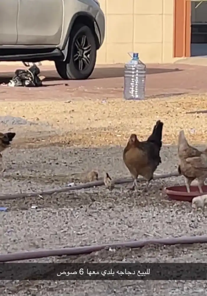 دجاجه معها 6 صوص للبيع 2