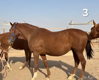 خيل للبيع 0