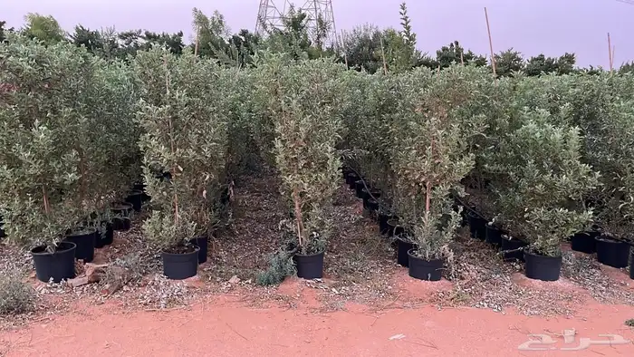 اشجار وشجيرات 2