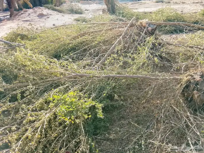 أشجار عبري ولوز للبيع مقطعه مع الحطب 1