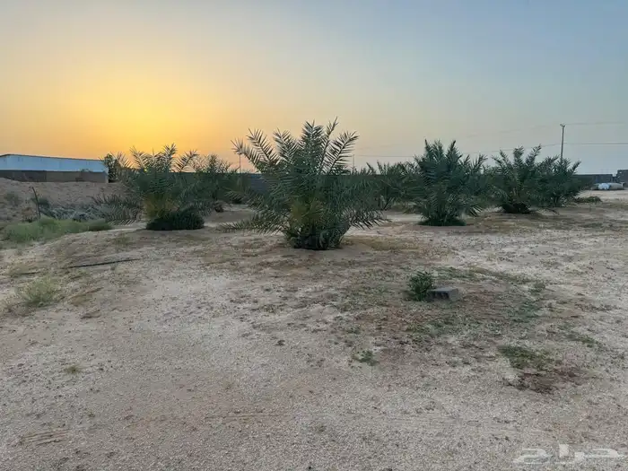 للبيع نخل سكري 4