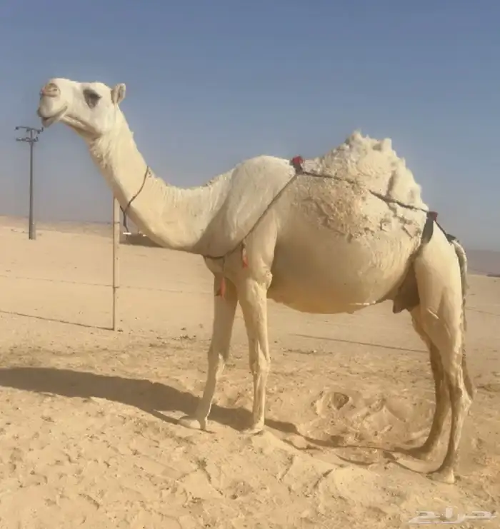 ابل للبيع لقحات وخلفات 0