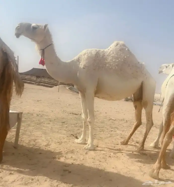 ابل للبيع لقحات وخلفات 3