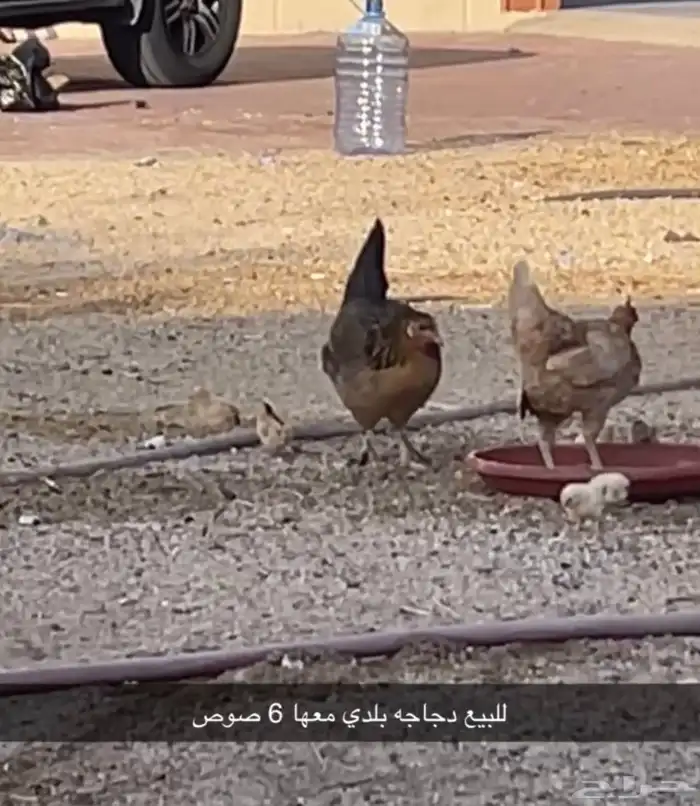 دجاجه معها 6 صوص للبيع 1