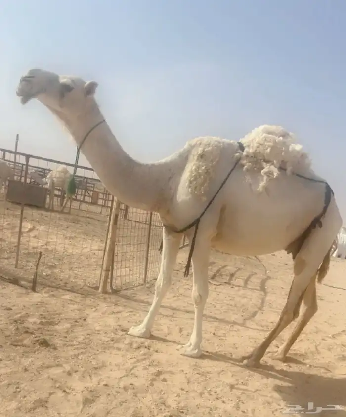ابل للبيع لقحات وخلفات 2