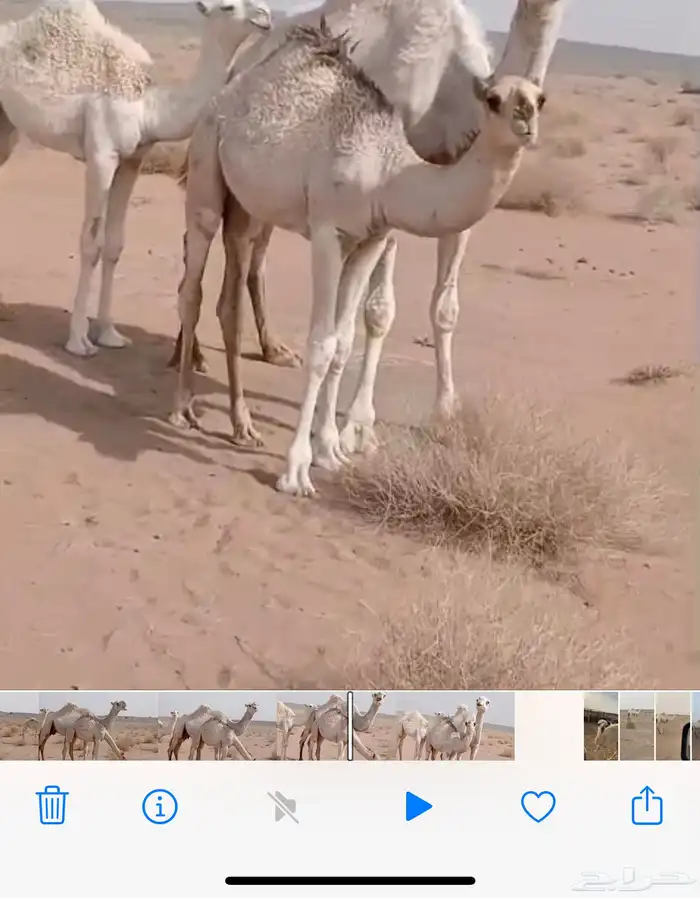 للبيع العشرا اطيبه 2