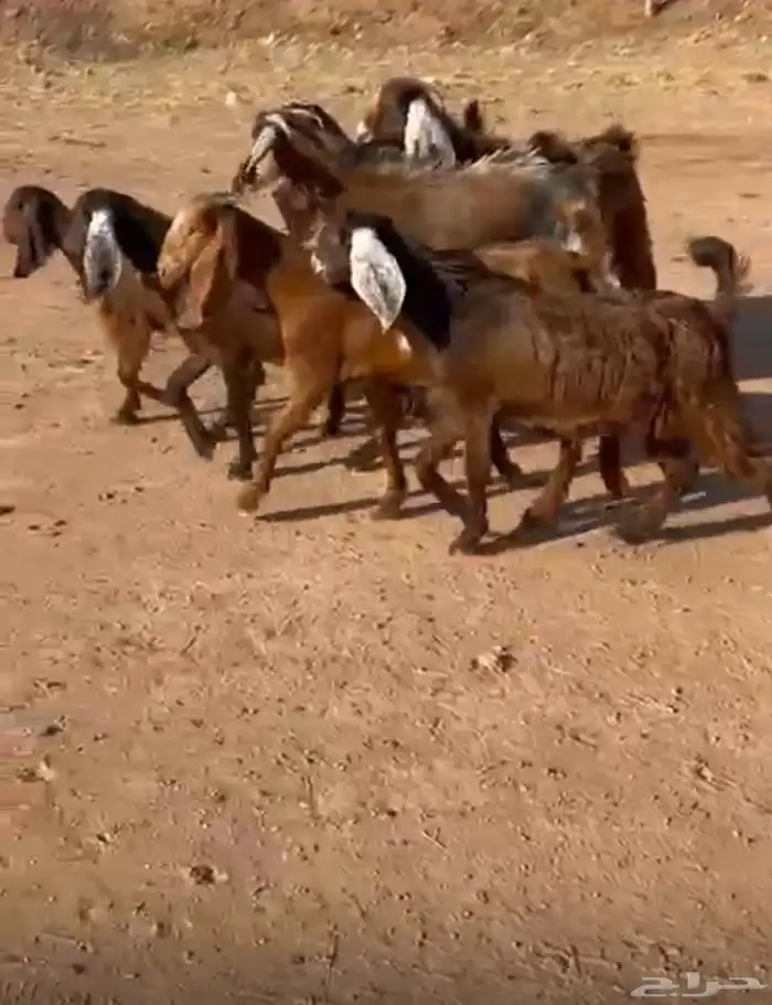 جفار طقم مشاريك قبرصي 0