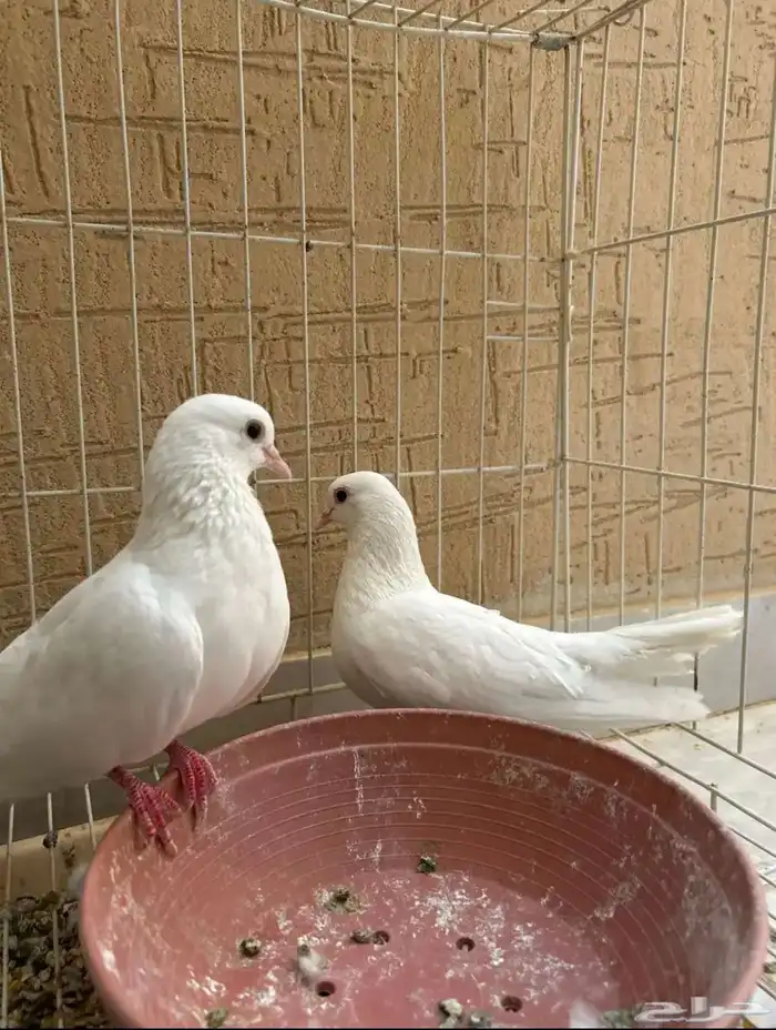 جوز حمام صنعاني للبيع 3