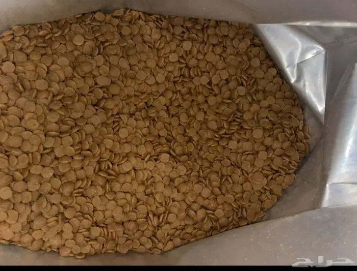 اعراض قطط للبيع 8