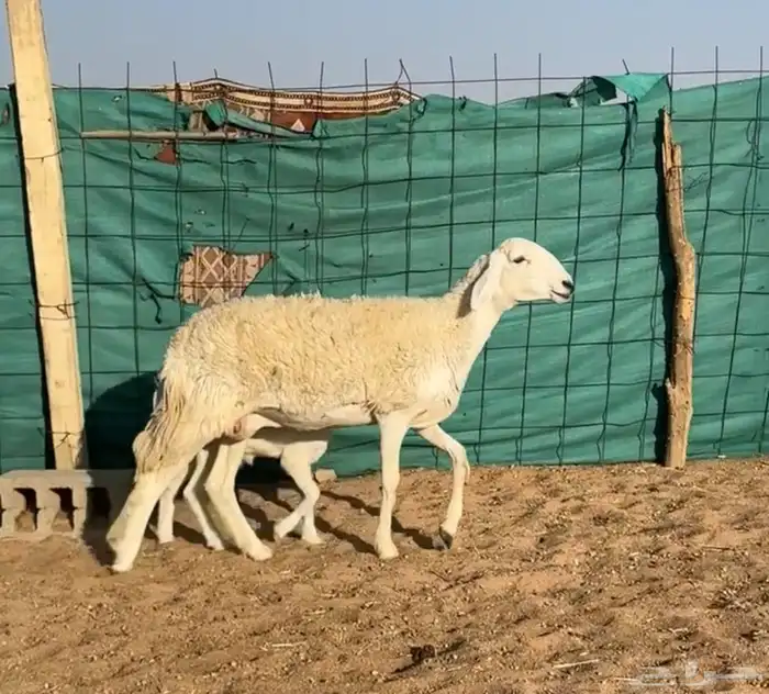 رخل حريه والد صنف خصم حرشاء معها طلي 0