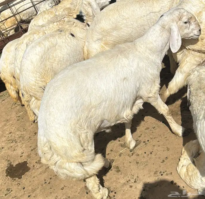 يوجد خرفان ورخال حريه بلدي علي الشرط مع السلخ والتوصيل 8