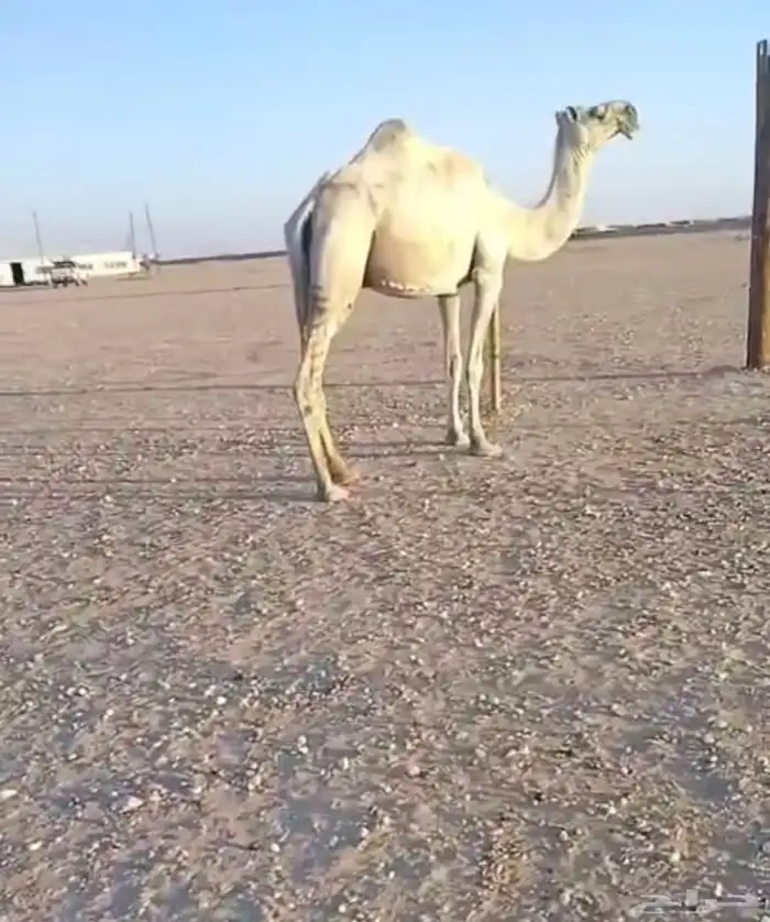 للبيع ضريبه 0