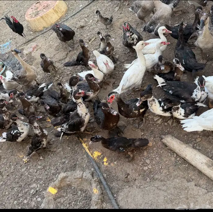 بط شهرمان صحة 100 100 7