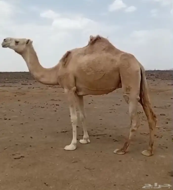 ناقه ظريبه على جميع الشروط 0