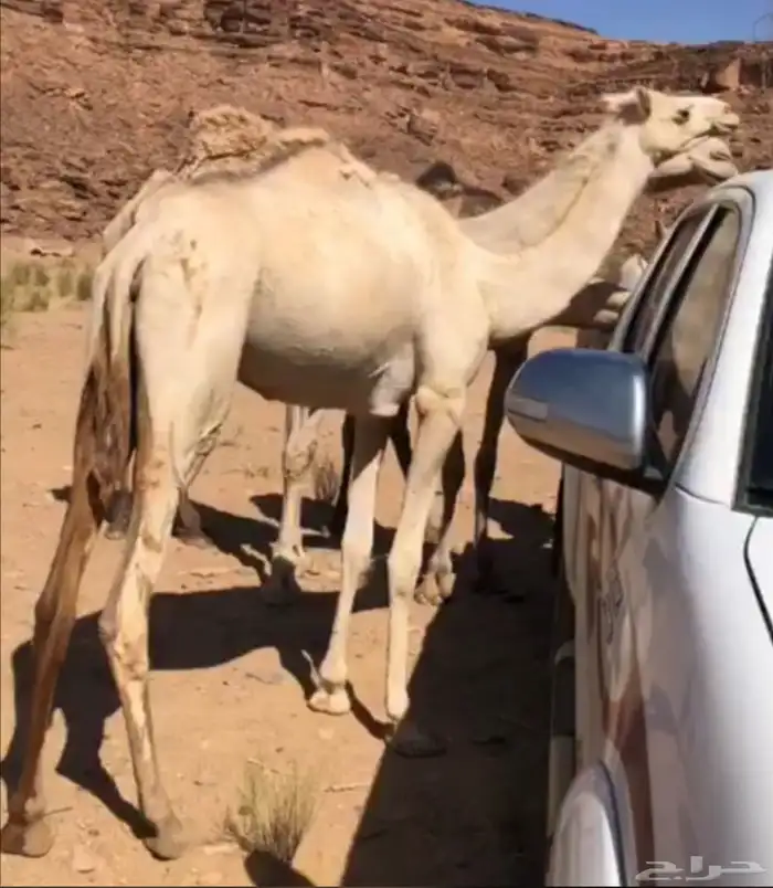 هجن 0