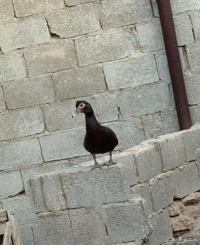 بط شهرمان صحة 100 100 4