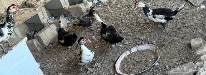 بط شهرمان صحة 100 100 6