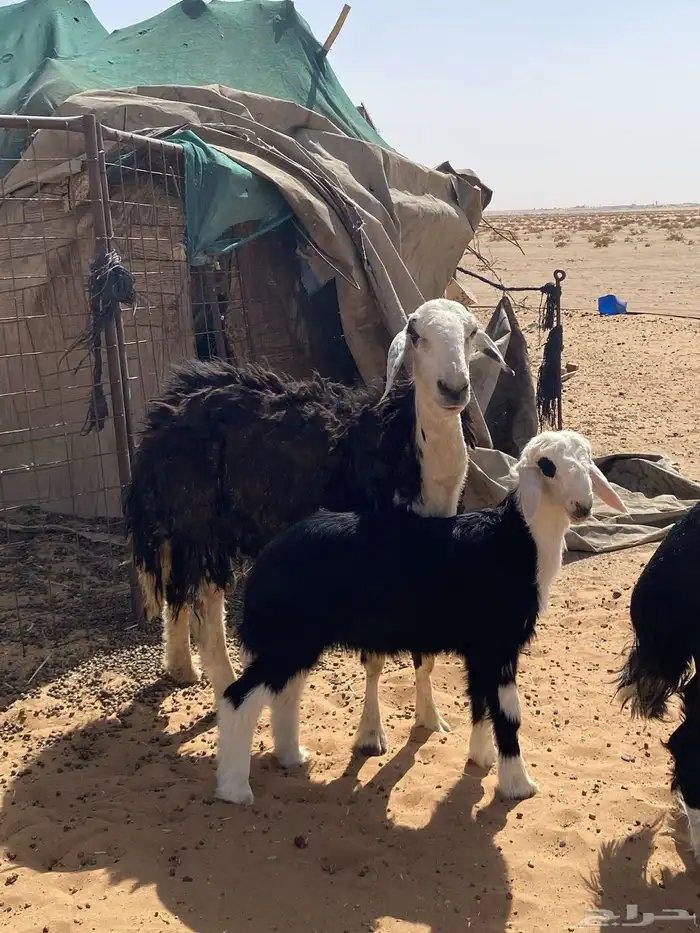 نجد تبع 2