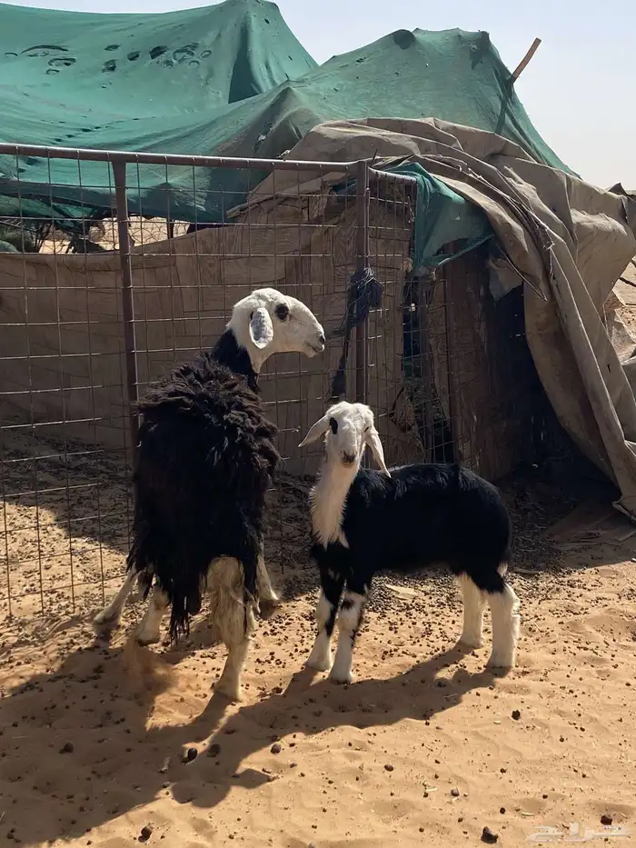 نجد تبع 0