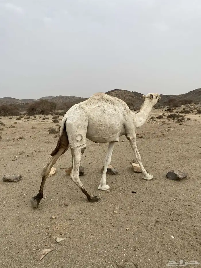 لقيه لقحه 0