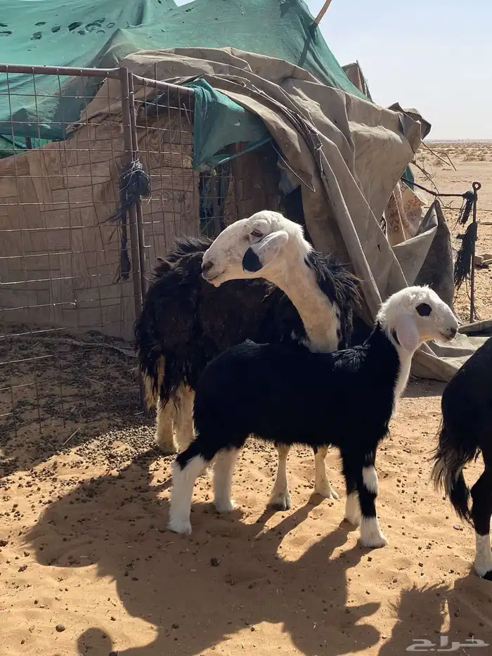 نجد تبع 1