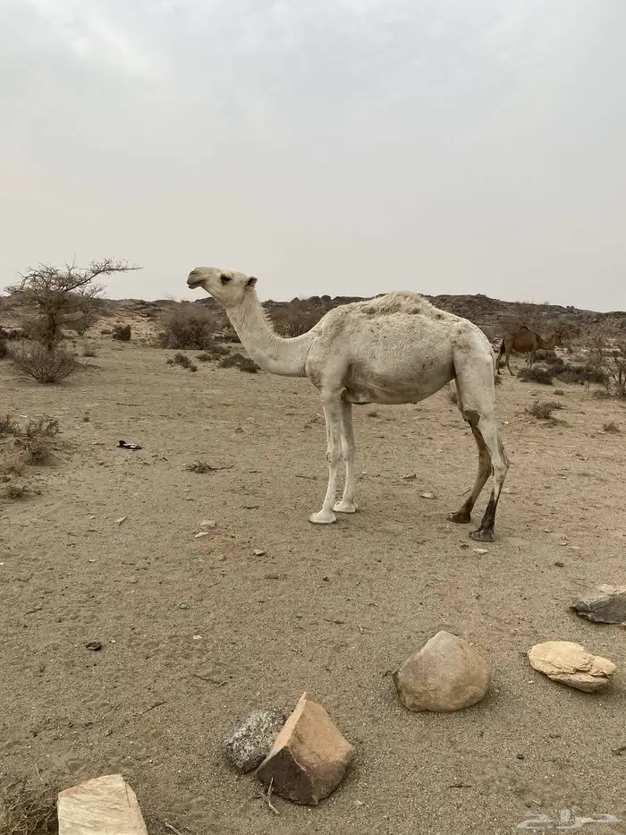 لقيه لقحه 1
