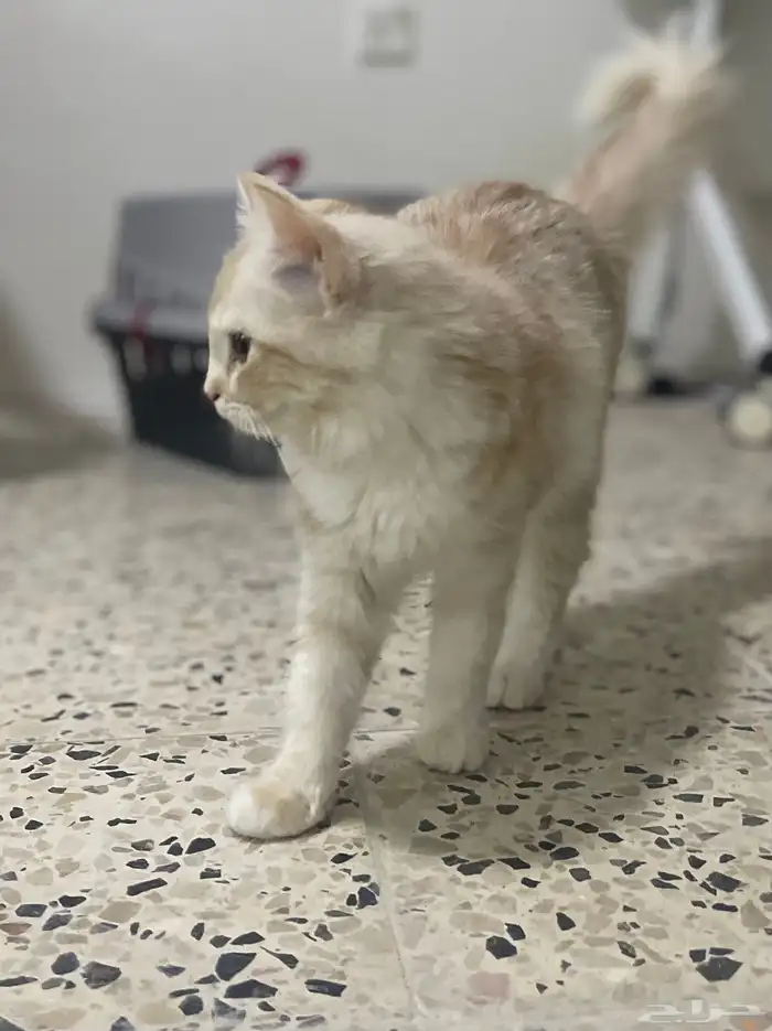 قطط للتبني 1