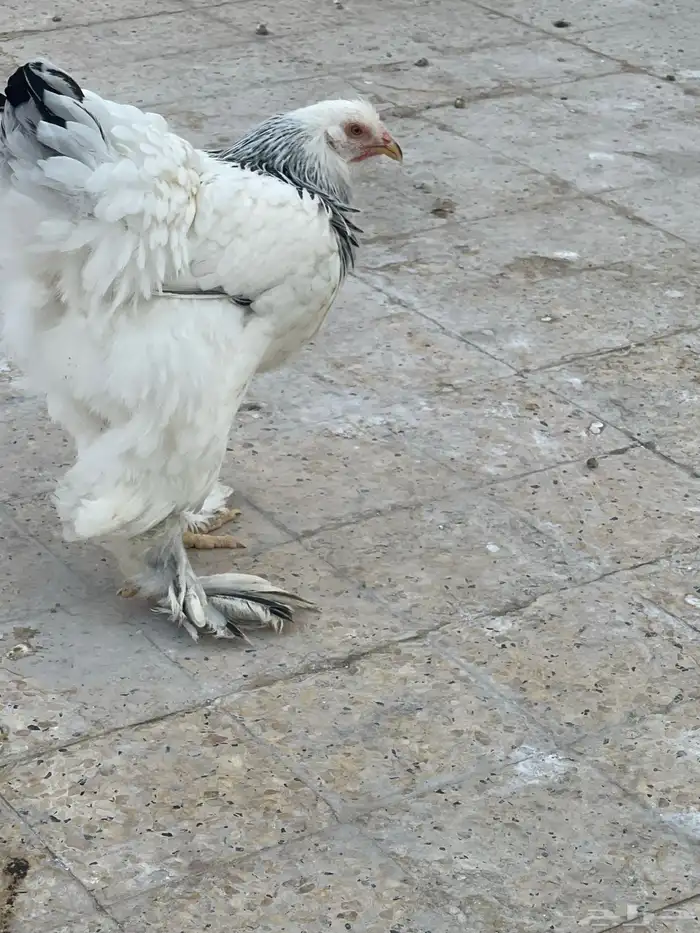 براهما كولمبي 19