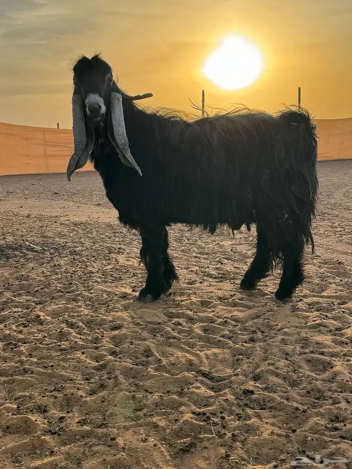 عنيزة العوشزيه 1