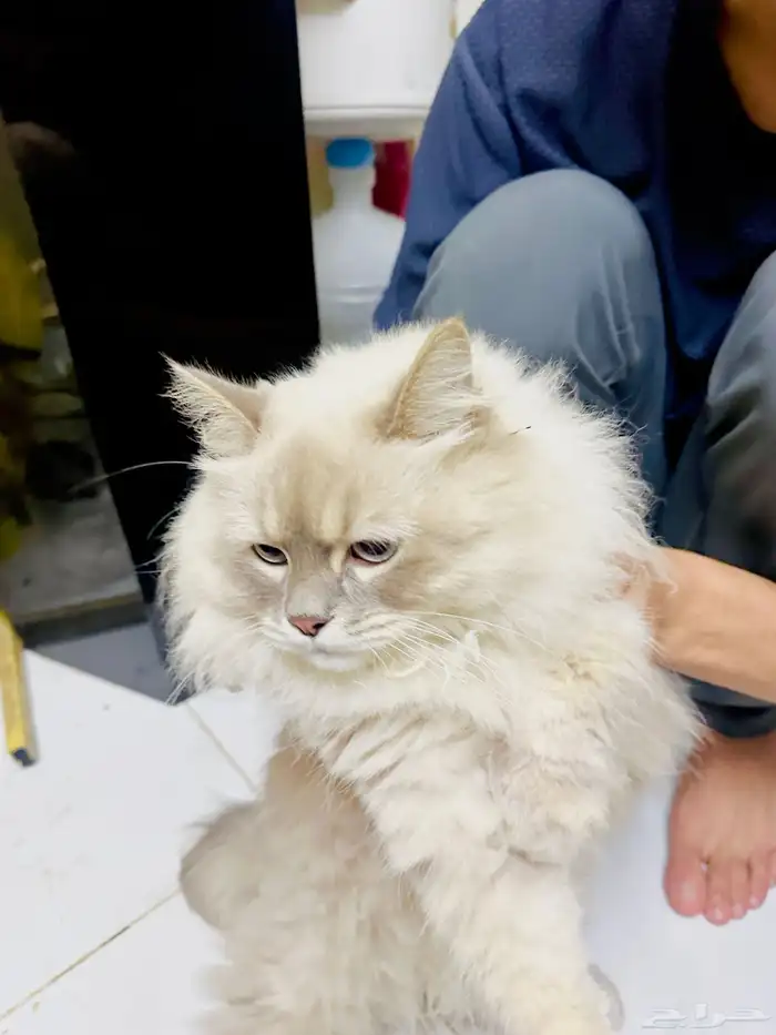 Fluffy Persian Cat for Sale   Healthy   Playful 1