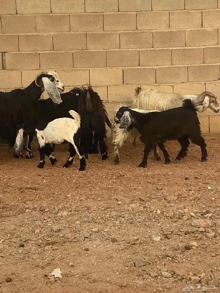 معزا للبيع 12