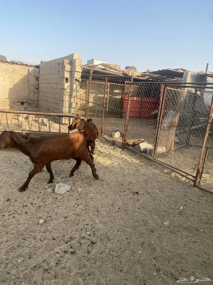 صخال جفرتين مصريات و تيس 2