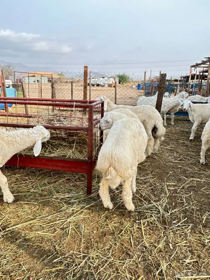ذبايح حريه طليان و رخال 3