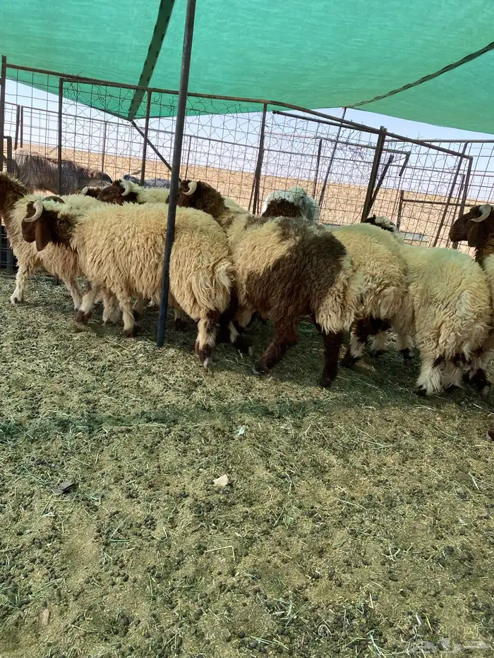 بهم نعيم جبر جذعان مراح واحد 2
