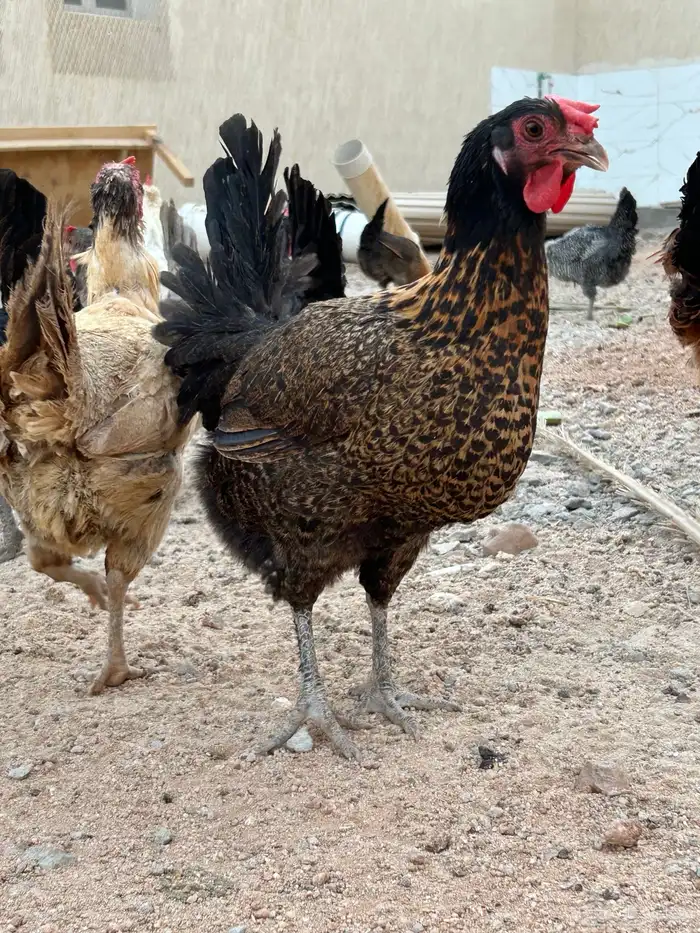 دجاج بياض 6