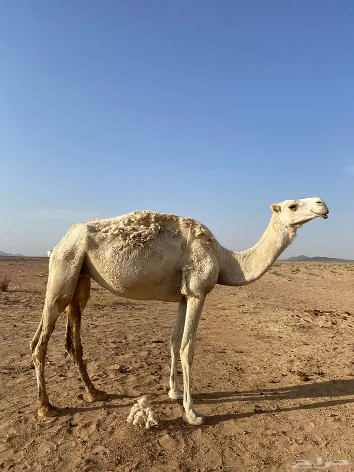 ناقة للبيع 0