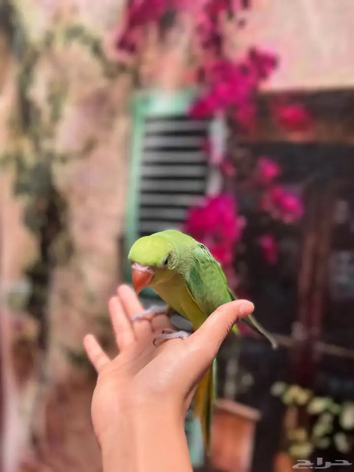انثى دره اليفه و هناك مقاطع و متكلمه تسوي بوسات حمامه 3