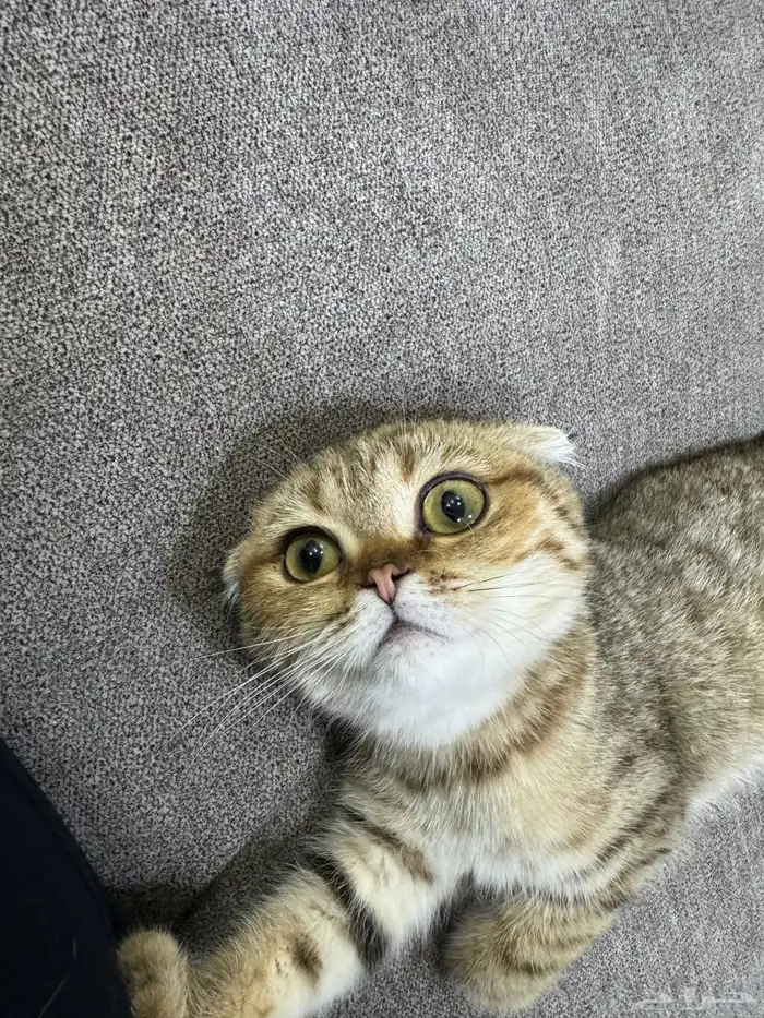قطط سكوتش فولد 6
