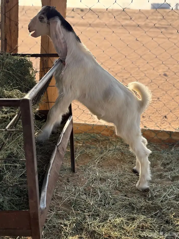 عنز متبع حليب وطيبه 4