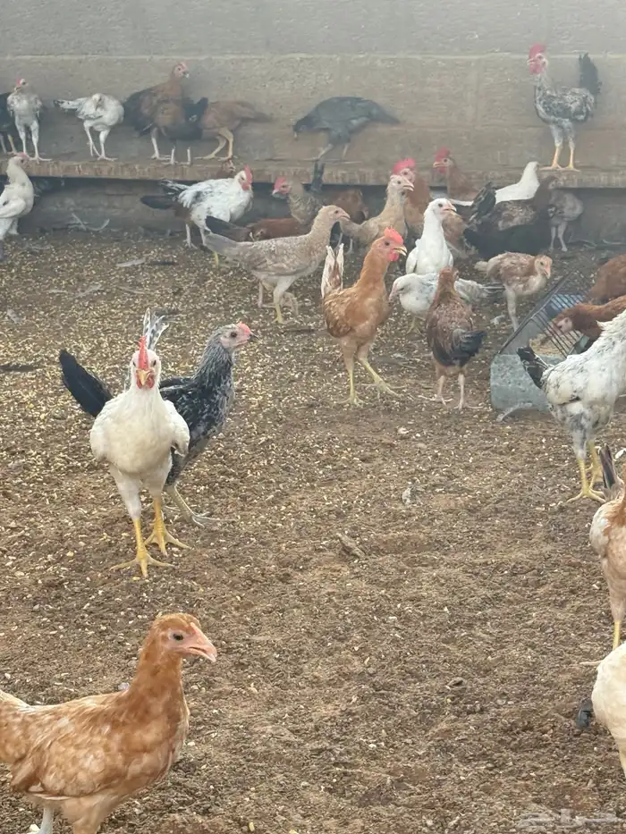 دجاج بلدي 1
